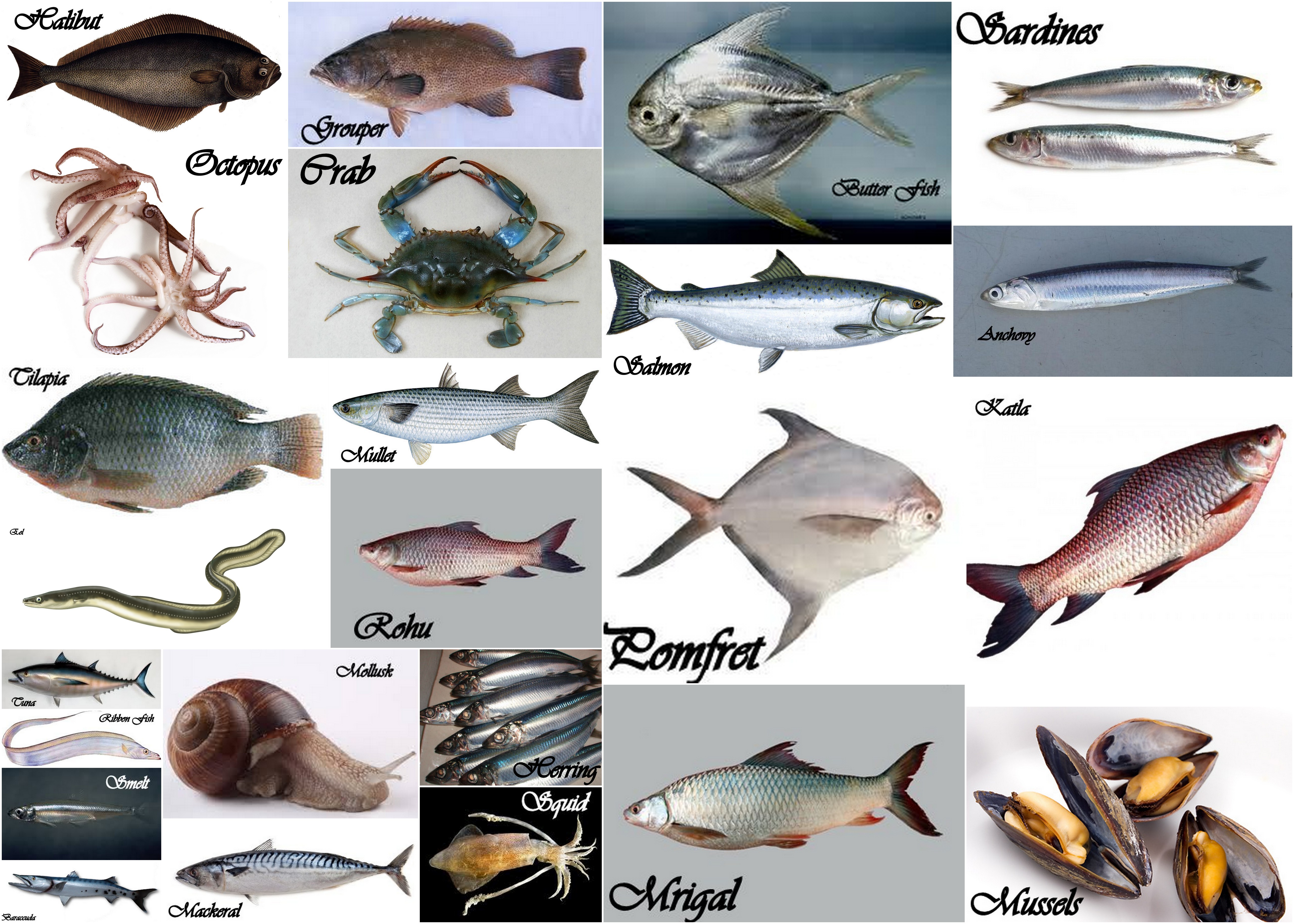 Рыбы и их имена